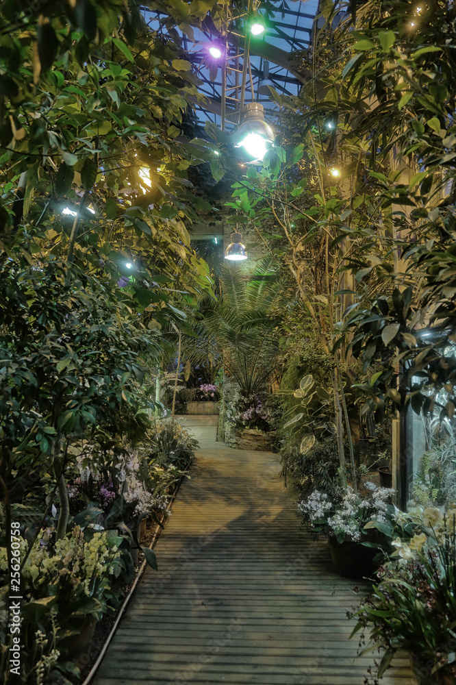 Obraz premium Inside a tropical greenhouse with exotic plants and trees