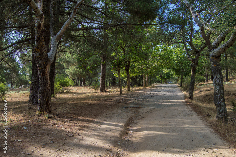 path with trees in a forest near the Navas del Marques, province of Avila. Castilla y Leon. Spain