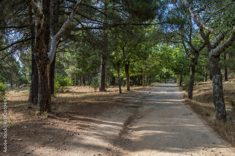 path with trees in a forest near the Navas del Marques, province of Avila. Castilla y Leon. Spain path with trees in a forest near the Navas del Marques, province of Avila. Castilla y Leon. Spain