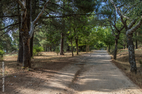 Fototapeta Naklejka Na Ścianę i Meble -  path with trees in a forest near the Navas del Marques, province of Avila. Castilla y Leon. Spain
