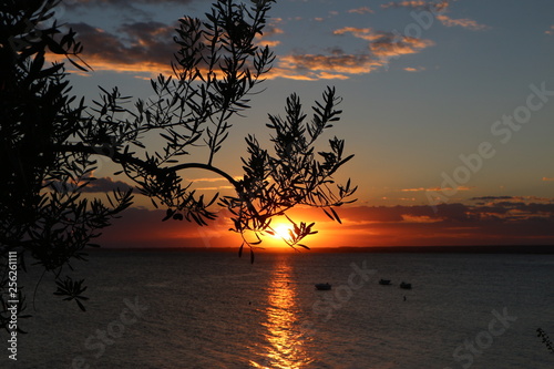 Romantic sea sunset and olive tree © Marina Bannicova