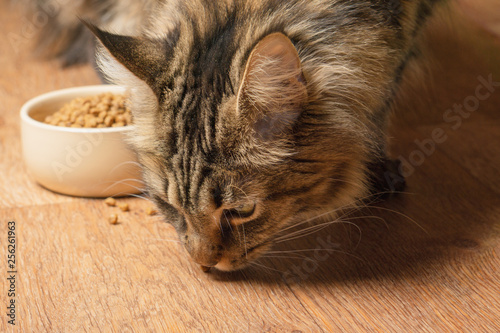 Beautiful maine coon cat sniffs spilled food