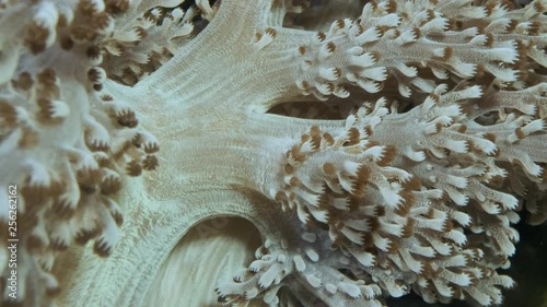 Closeup of polyps soft coral (Capnella sp). Macro 1:1, underwater shot photo