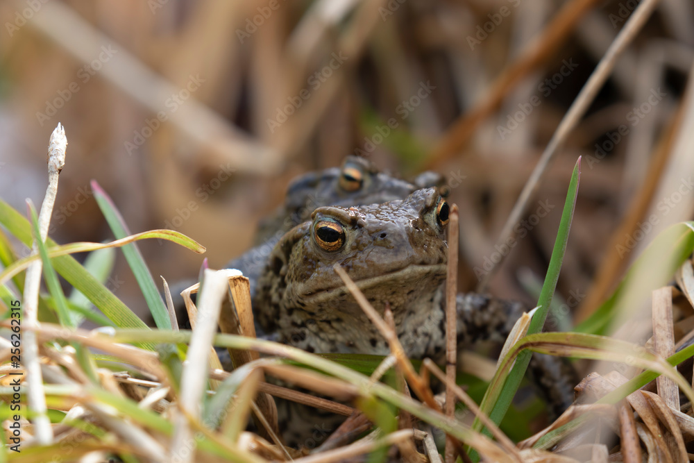 Fototapeta premium European common toad, Bufo bufo, female carrying male over long grass within a pond during spring in Scotland.