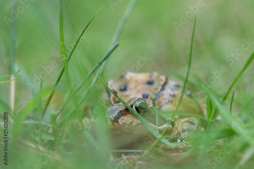 European common frog, Rana temporaria, amphibian at eye level amongst grass during spring in Scotland. © Paul