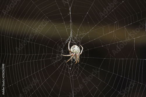 Spider Web © Tonia