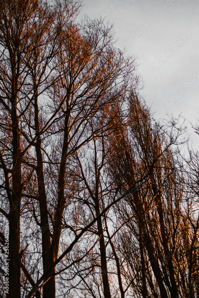 trees in winter trees in winter
