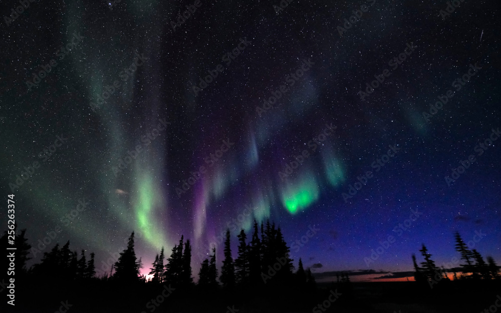 Aurora Borealis above northern forest with many stars in the dark sky