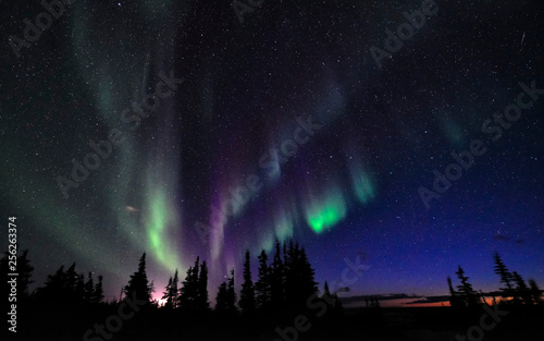 Aurora Borealis above northern forest with many stars in the dark sky © Christian