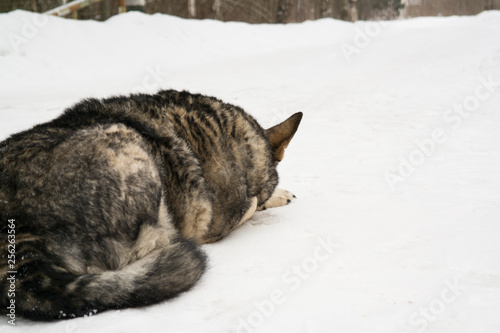 dog lying down on the snow