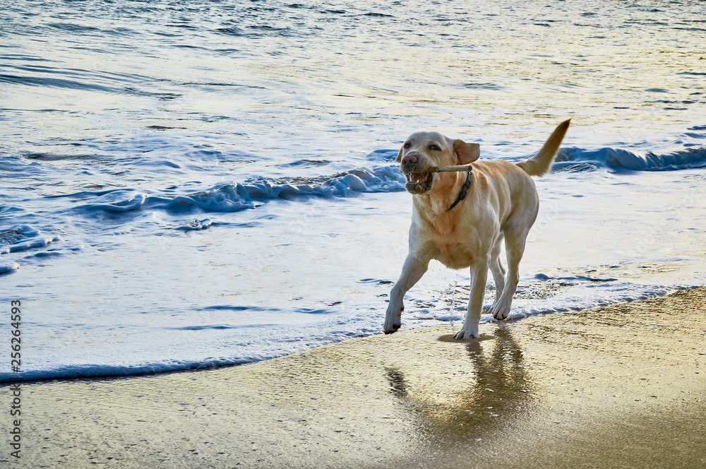 golden retriever dog at the beach - Image golden retriever dog at the beach - Image