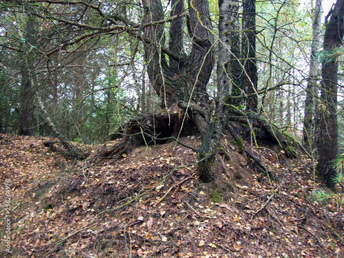 tree in forest