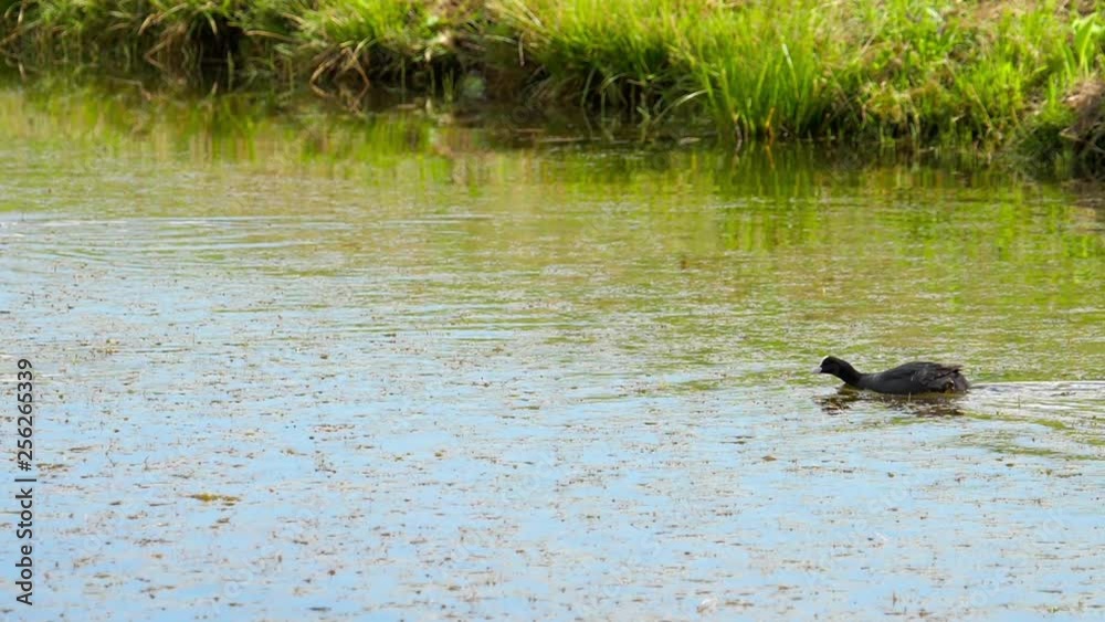 Coot attack mallard duck family Coot attack mallard duck family