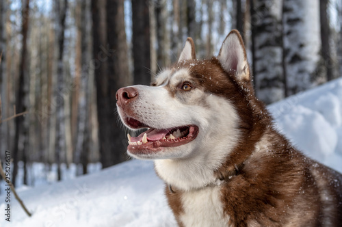 Fototapeta Naklejka Na Ścianę i Meble -  Portrait siberian husky dog on the forest background in beautiful winter day after the snowfall while walking in nature.