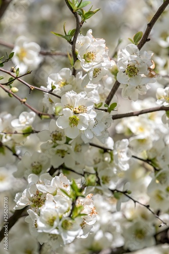 white flower on the tree in spring