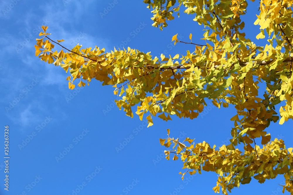 Ginkgo yellow leaves Ginkgo yellow leaves