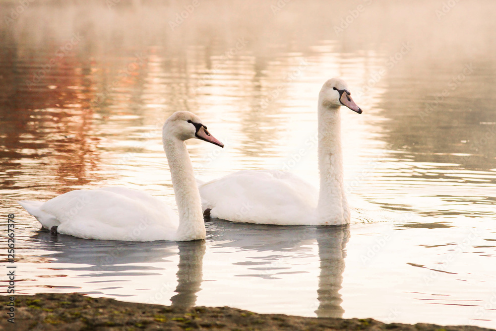 Swimming Swans