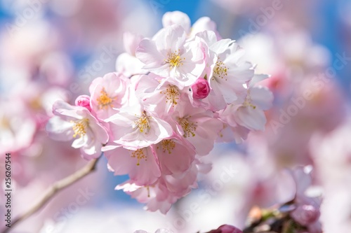 pink flower on the tree in spring © spetenfia