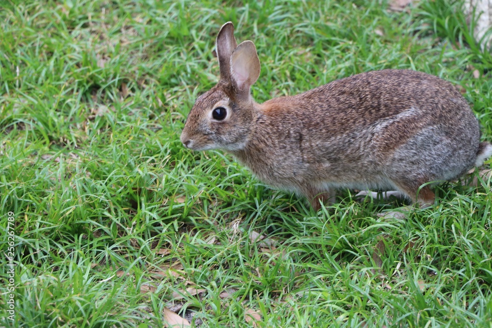 white tail rabbit in natural setting white tail rabbit in natural setting