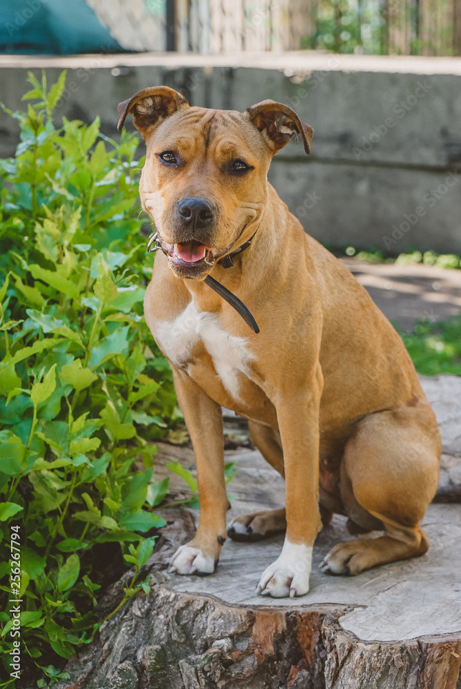 Young dog Staffordshire terrier sitting on a big stump portrait