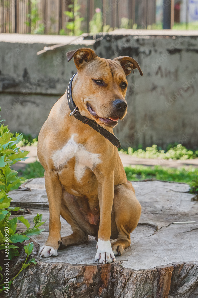 Young dog Staffordshire terrier sits on a big stump and looking to the right side