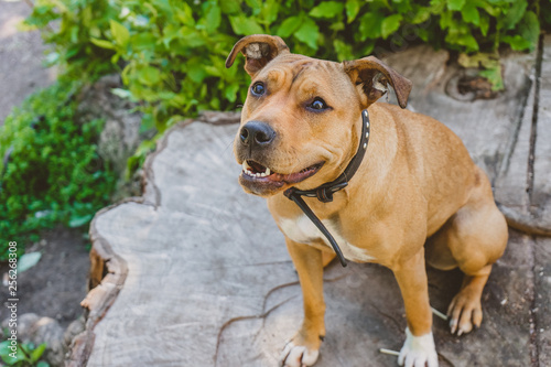 Young dog Staffordshire terrier sitting on a big stump shot from above