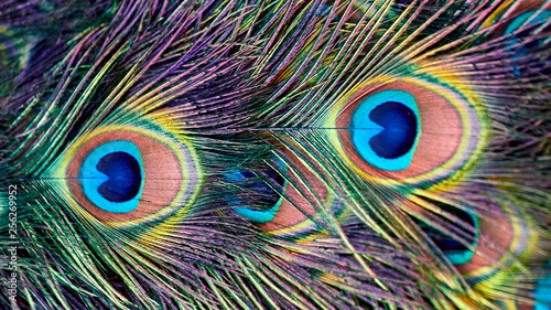 Beautiful feathers. Peacock tail close up.