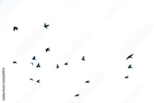 flock of birds flying in the sky © aperture.kc