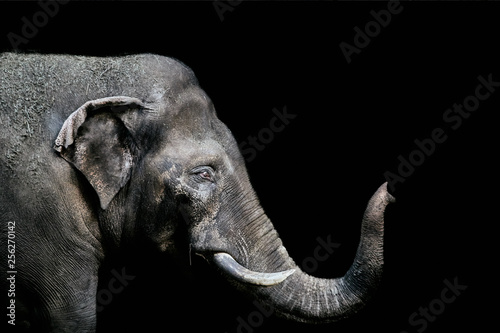 Portrait of an elephant on a black background. Isolated