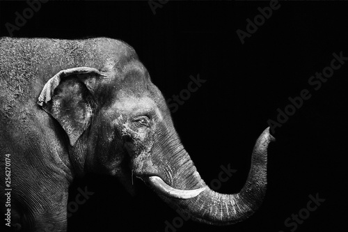 Photography Portrait of an elephant on a black background. Isolated