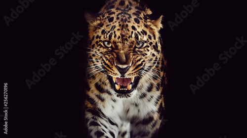 Leopard growls, isolated portrait on black background