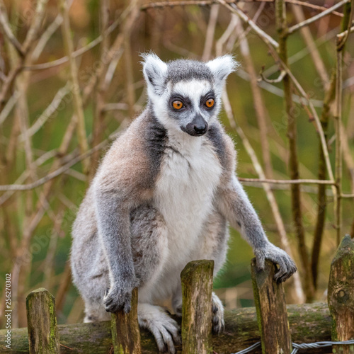 Front view of an adult lemur katta