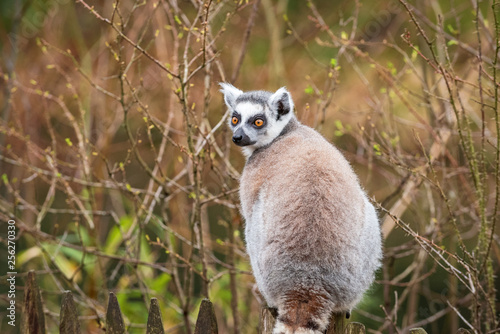 Portrait of an adult lemur katta from the back © ptashkan