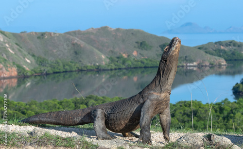 Komodo dragon.  The dragon raised his head. Scientific name  Varanus Komodoensis. Indonesia. Rinca Island.
