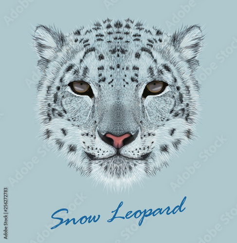 Snow leopard animal cute face. Vector Asian Irbis head portrait. Realistic fur portrait of snow wild spotted panther isolated on blue background.