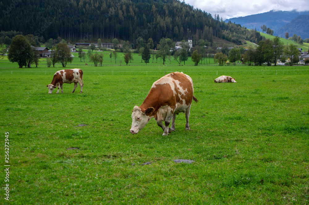 Brown and white cows on pasture, Verfenveng Austrian Alps, beautiful scenery Brown and white cows on pasture, Verfenveng Austrian Alps, beautiful scenery