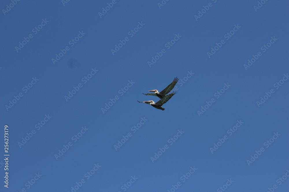 Obraz premium cuba varadero