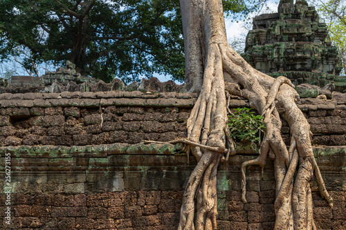 Cambodia Ta Prohm famous jungle giant tree roots embracing temples  revenge of nature against human buildings. Angkor thom complex at Siem Reap