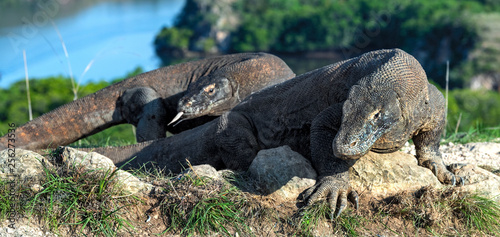 Komodo dragon.  Scientific name  Varanus Komodoensis. Indonesia. Rinca Island.