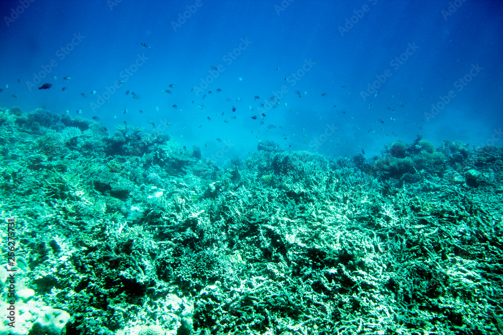 Fototapeta premium Rafa Hurgada Egipt