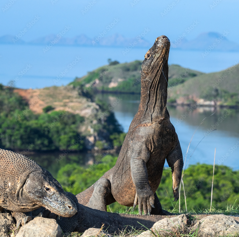 Fototapeta premium The Komodo dragon stands on its hind legs. Scientific name: Varanus komodoensis. Biggest living lizard in the world. Rinca island. Indonesia.