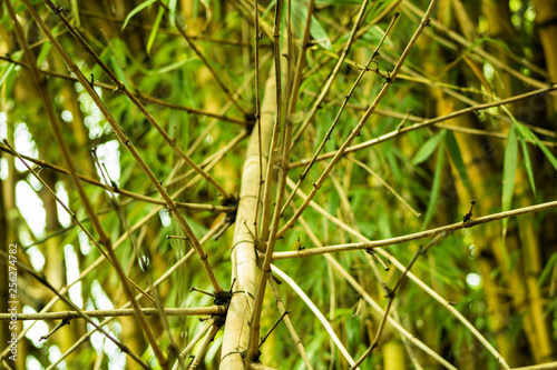 Green Bamboo Panoramiza Background