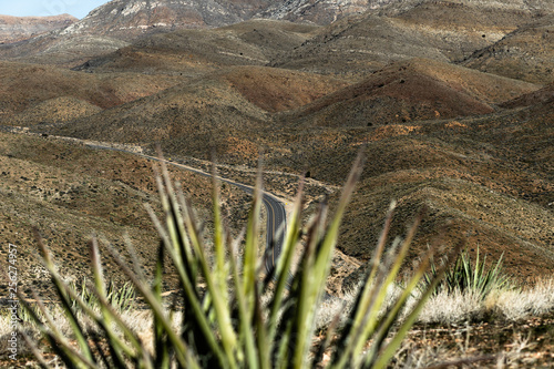 Cactus of the Desert