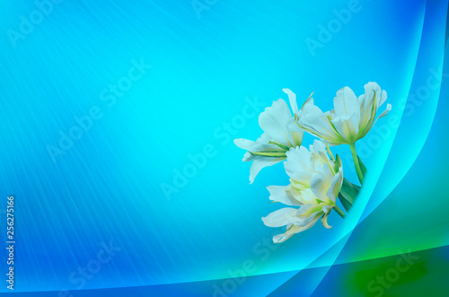 Azure spring background with bouquet of white tulips in sunrays