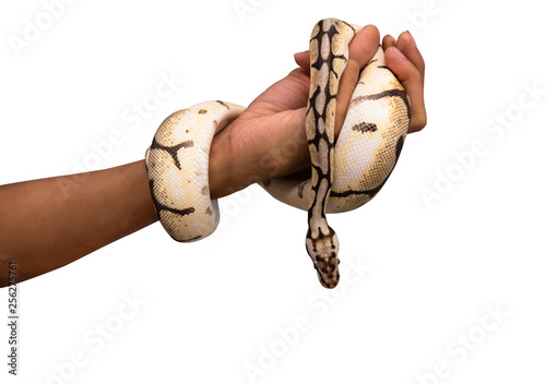 Boa, it's a reptile Which has shiny skin with beautiful patterned sequins, it is using the body wrapped around the hands of people, On white isolated background, to animal and pets concept. photo