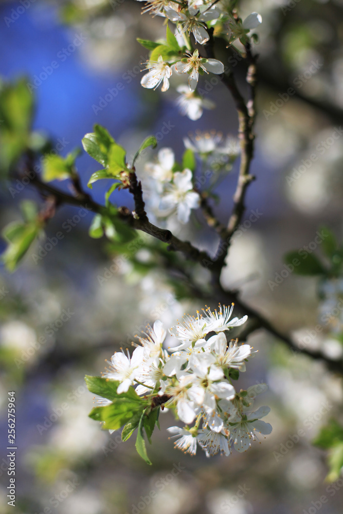 Frühlingsaustriebe