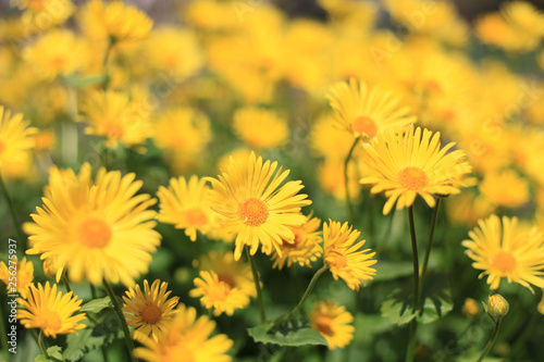 Blumen im Garten