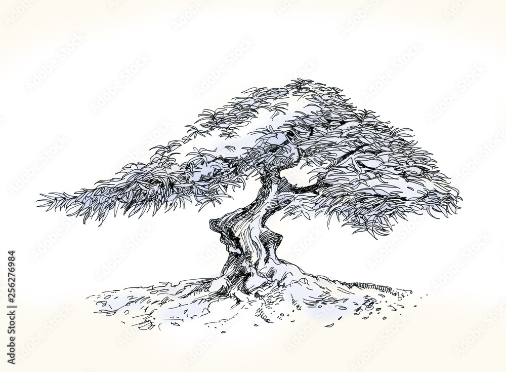 Bonsai beautiful, deciduous tree. Ink drawing. Handdrawn illustration