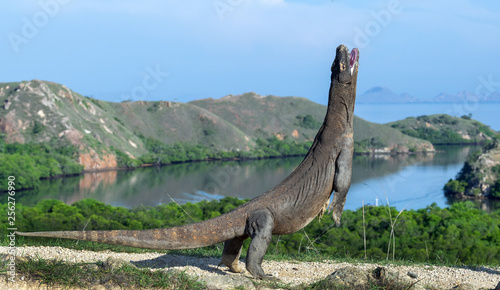 The Komodo dragon  stands on its hind legs. Scientific name  Varanus komodoensis. Biggest living lizard in the world. Rinca island. Indonesia.