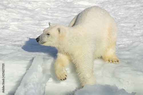 Polar bear cub by the seaside. Ursus maritimus or Thalarctos Maritimus.